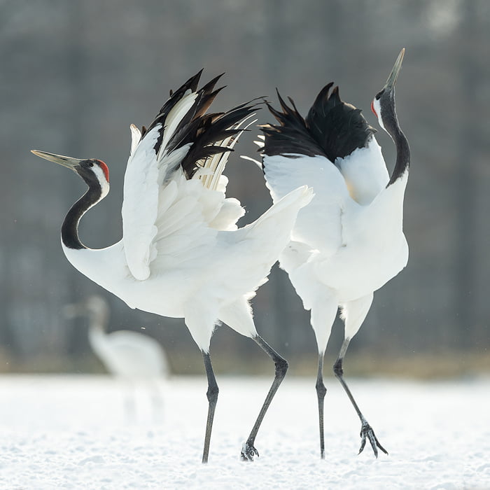 Danse de grues japonaises (Grus japonensis), symbole de longévité au Japon (AdobeStock n° 253970493)
