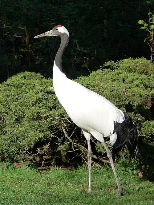 Grue japonaise (Grus japonensis), symbole de longévité au Japon (photo : BS Thurner Hof, Wikipedia) Grue japonaise (Grus japonensis), symbole de longévité au Japon (photo : BS Thurner Hof, Wikipedia)